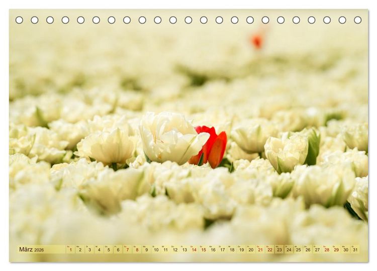 Produktbild: Tulpen - Hollands Stolz (Tischkalender 2026 DIN A5 quer), CALVENDO Monatskalender