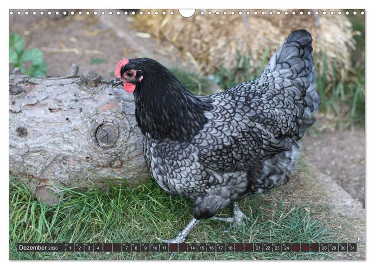 Produktbild: H&uuml;hner im eigenen Garten (Wandkalender 2026 DIN A3 quer), CALVENDO Monatskalender