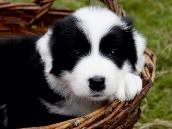 Produktbild: CALVENDO Puzzle Border Collie Welpe | 1000 Teile Lege-Gr&ouml;&szlig;e 64x48cm Foto-Puzzle f&uuml;r gl&uuml;ckliche Stunden