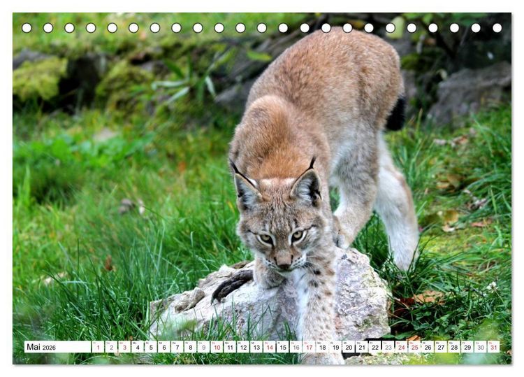 Produktbild: Der Luchs - Der J&auml;ger auf leisen Pfoten (Tischkalender 2026 DIN A5 quer), CALVENDO Monatskalender