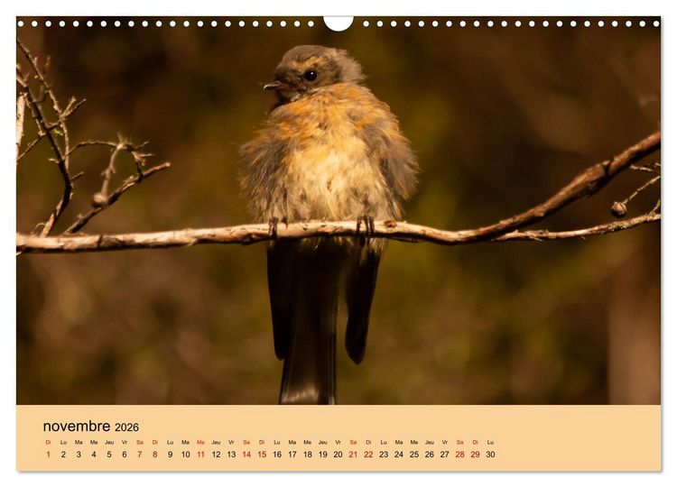 Produktbild: Oiseaux de Nouvelle-Z&eacute;lande (Calendrier mural 2026 DIN A3 vertical), CALVENDO calendrier mensuel