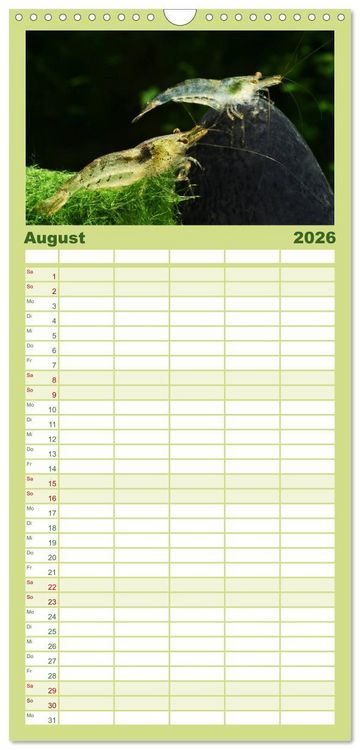 Produktbild: Familienplaner 2026 - Dwarf Shrimps - kleine Garnelen mit 5 Spalten (Wandkalender, 21 x 45 cm) CALVENDO