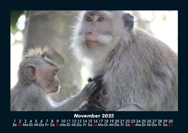 Produktbild: Welt der Affen 2025 Fotokalender DIN A5