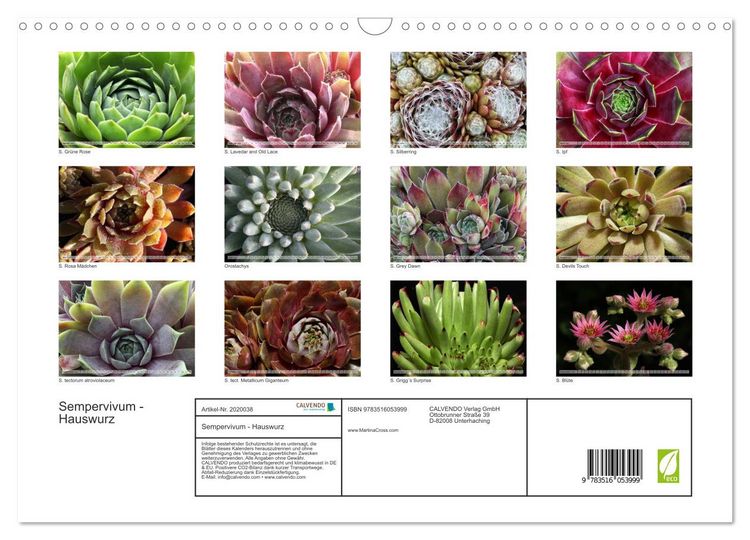 Produktbild: Sempervivum - Hauswurz (Wandkalender 2026 DIN A3 quer), CALVENDO Monatskalender