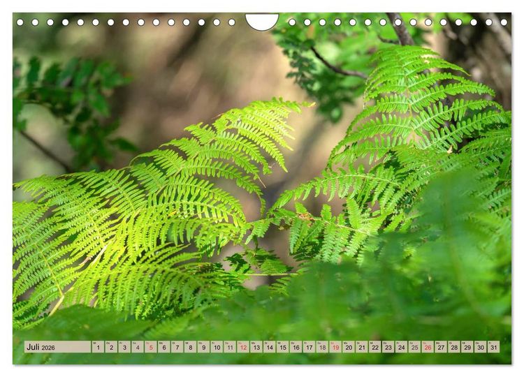 Produktbild: Leise durch den Wald. Sich Zeit nehmen und der Stille lauschen (Wandkalender 2026 DIN A4 quer), CALVENDO Monatskalender