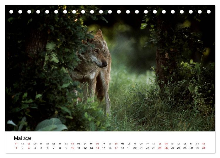 Produktbild: Heimische Tierwelt (Tischkalender 2026 DIN A5 quer), CALVENDO Monatskalender