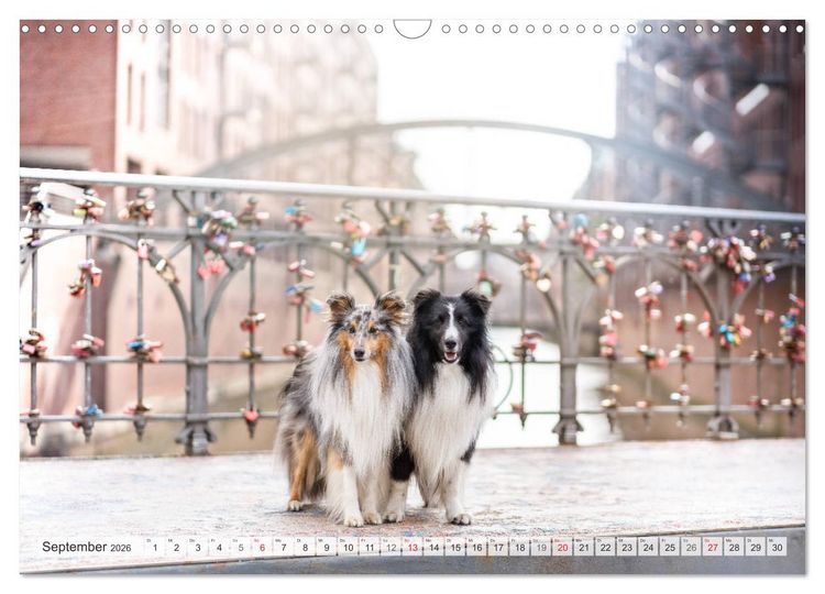 Produktbild: Hamburger Hafencity - Unterwegs mit den Shelties Finn und Louis (Wandkalender 2026 DIN A3 quer), CALVENDO Monatskalender
