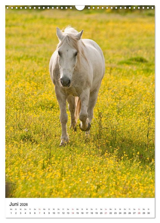 Produktbild: Camargue Pferde - wei&szlig;e M&auml;hnen (Wandkalender 2026 DIN A3 hoch), CALVENDO Monatskalender