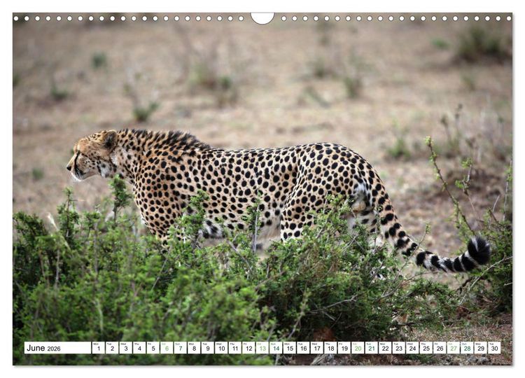 Produktbild: Big10 Of Masai Mara Kenya Africa (Wall Calendar 2026 DIN A3 landscape), CALVENDO 12 Month Wall Calendar