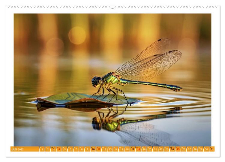 Produktbild: Prachtlibellen am Teich (Wandkalender 2027 DIN A2 quer), CALVENDO Monatskalender