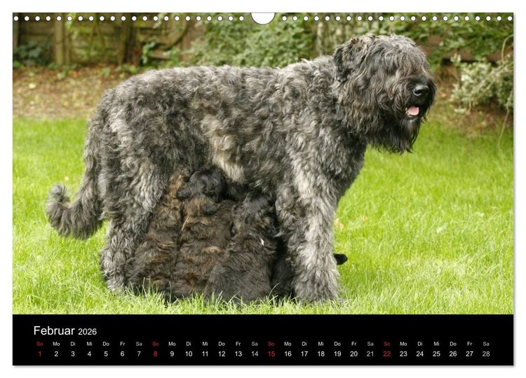 Produktbild: Bouvier des Flandres (Wandkalender 2026 DIN A3 quer), CALVENDO Monatskalender