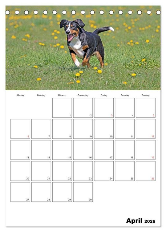 Produktbild: Entlebucher Sennenhunde begleiten Sie durch das Jahr (Tischkalender 2026 DIN A5 hoch), CALVENDO Monatskalender