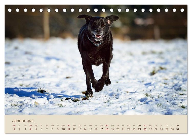 Produktbild: Labrador Retriever (Tischkalender 2026 DIN A5 quer), CALVENDO Monatskalender