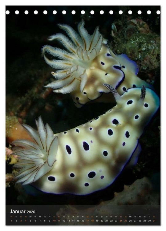 Produktbild: Nudibranches Meeresnacktschnecken aus Nord-Sulawesi (Tischkalender 2026 DIN A5 hoch), CALVENDO Monatskalender