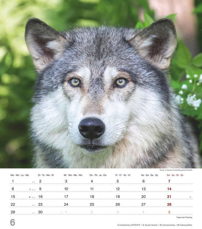 Produktbild: Mythos Wolf 2026 - Foto-Kalender - Wand-Kalender - 30x34