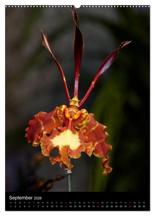 Produktbild: Faszination Orchideen (Wandkalender 2026 DIN A2 hoch), CALVENDO Monatskalender