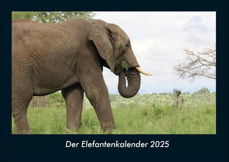 Produktbild: Der Elefantenkalender 2025 Fotokalender DIN A4