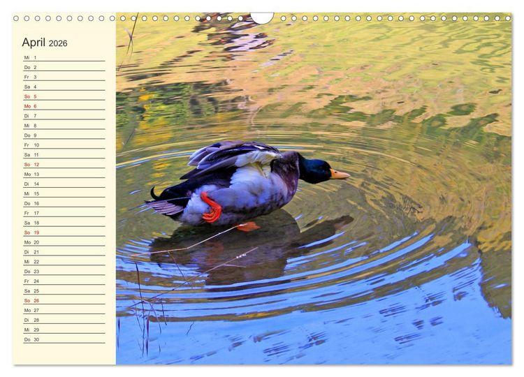 Produktbild: Wir sind die Stars am Wasser (Wandkalender 2026 DIN A3 quer), CALVENDO Monatskalender