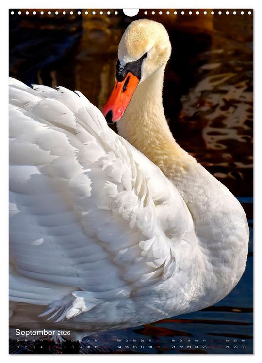 Produktbild: Der Schwan (Wandkalender 2026 DIN A3 hoch), CALVENDO Monatskalender