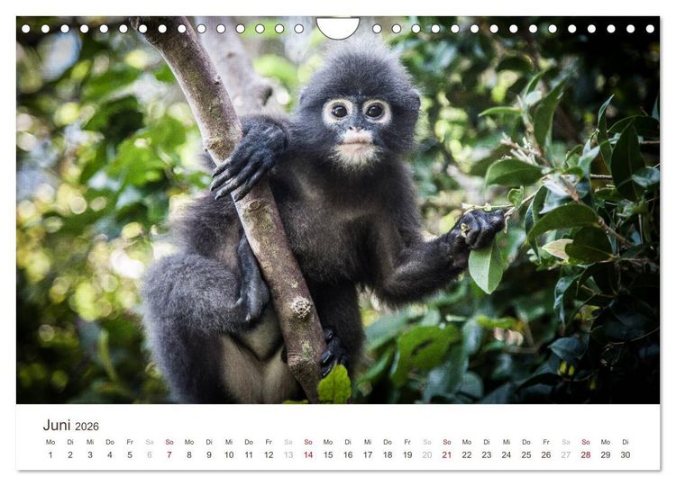 Produktbild: S&Uuml;DOSTASIEN (Wandkalender 2026 DIN A4 quer), CALVENDO Monatskalender