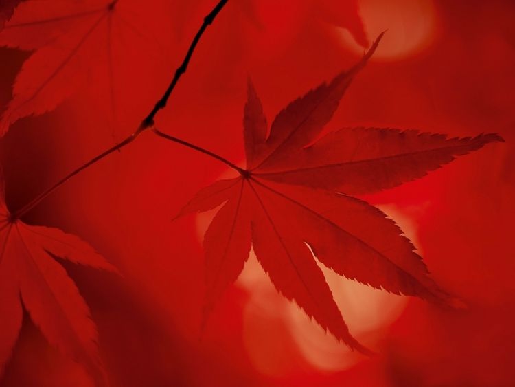 Produktbild: CALVENDO Puzzle Japanischer F&auml;cherahorn - Herbstfarben | 1000 Teile Lege-Gr&ouml;&szlig;e 64x48cm Foto-Puzzle f&uuml;r gl&uuml;ckliche Stunden