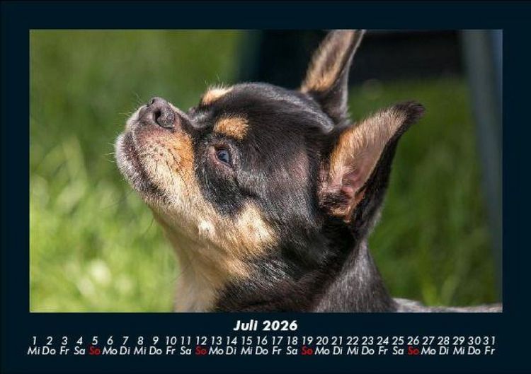 Produktbild: Hundezauber 2026 Fotokalender DIN A5