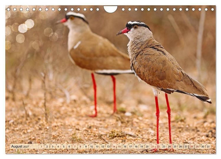 Produktbild: Afrikas Vogelwelt 2027 (Wandkalender 2027 DIN A4 quer), CALVENDO Monatskalender