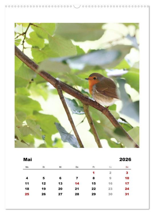 Produktbild: Rotkehlchen, s&uuml;&szlig;e kleine Knutschkugeln (Wandkalender 2026 DIN A2 hoch), CALVENDO Monatskalender