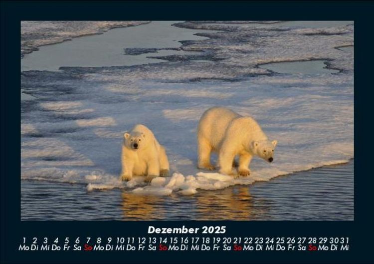 Produktbild: Welt der Tiere 2025 Fotokalender DIN A5