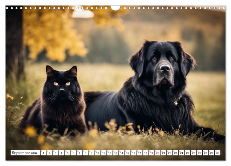 Produktbild: Neufundl&auml;nder - Liebenswerte B&auml;ren (Wandkalender 2026 DIN A3 quer), CALVENDO Monatskalender