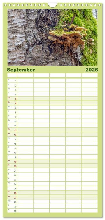 Produktbild: Familienplaner 2026 - Pilze in den Herbstw&auml;ldern mit 5 Spalten (Wandkalender, 21 x 45 cm) CALVENDO