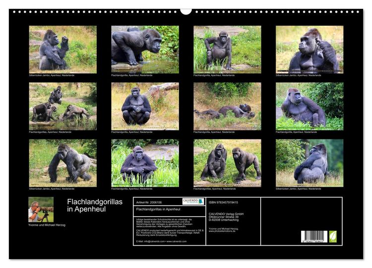 Produktbild: Flachlandgorillas in Apenheul (Wandkalender 2026 DIN A2 quer), CALVENDO Monatskalender
