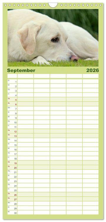Produktbild: Familienplaner 2026 - Labrador Retriever 2026 mit 5 Spalten (Wandkalender, 21 x 45 cm) CALVENDO