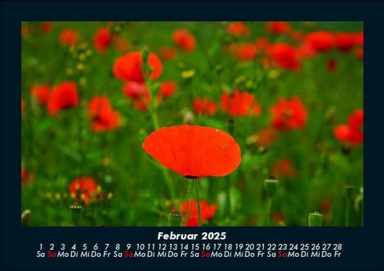 Produktbild: Blumentr&auml;ume 2025 Fotokalender DIN A5