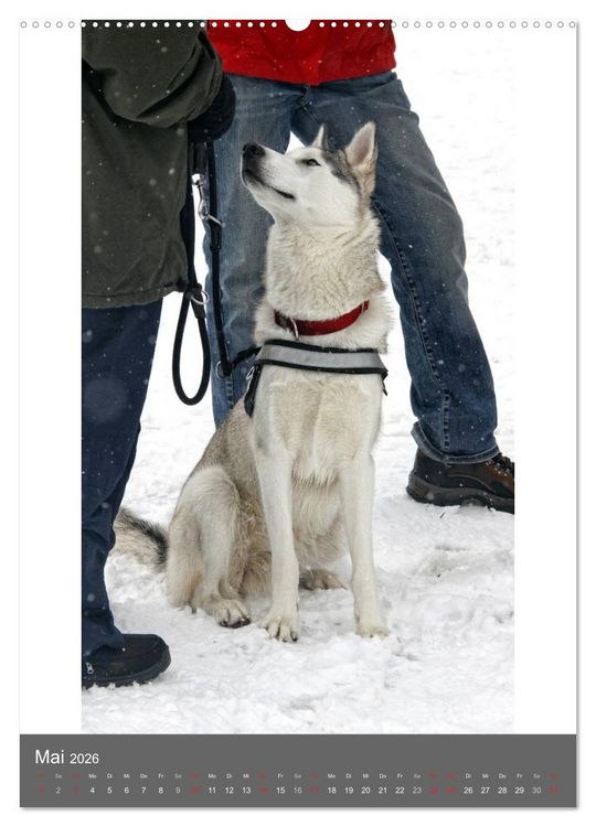 Produktbild: Huskies - Portraits im Schnee (hochwertiger Premium Wandkalender 2026 DIN A2 hoch), Kunstdruck in Hochglanz