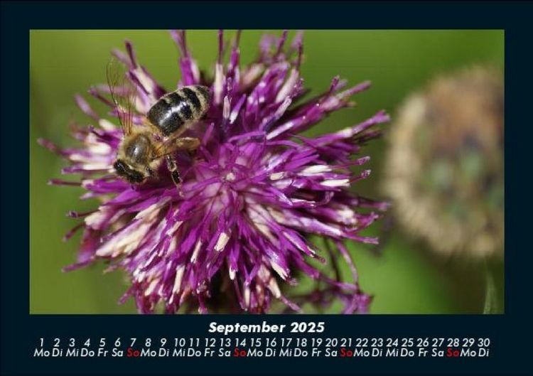 Produktbild: Bienen 2025 Fotokalender DIN A5