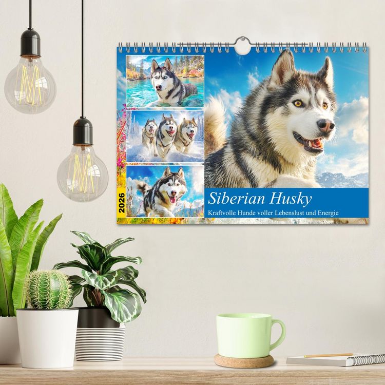 Produktbild: Siberian Husky. Kraftvolle Hunde voller Lebenslust und Energie (Wandkalender 2026 DIN A4 quer), CALVENDO Monatskalender