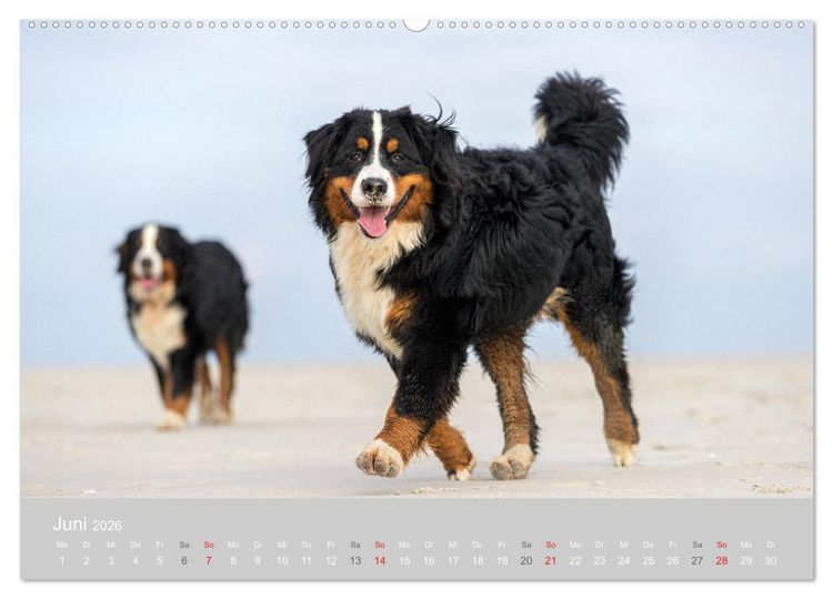 Produktbild: Liebling BERNER SENNENHUND (hochwertiger Premium Wandkalender 2026 DIN A2 quer), Kunstdruck in Hochglanz