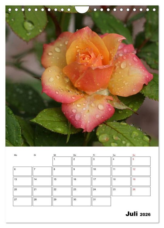 Produktbild: Zauberhafte Rosen (Wandkalender 2026 DIN A4 hoch), CALVENDO Monatskalender