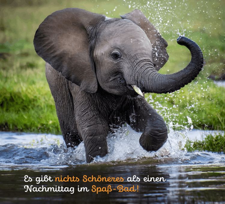 Produktbild: Tierisch happy jeden Tag