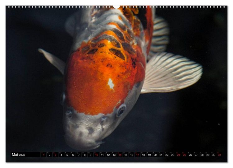 Produktbild: Nishikigoi oder Koi Karpfen (hochwertiger Premium Wandkalender 2026 DIN A2 quer), Kunstdruck in Hochglanz