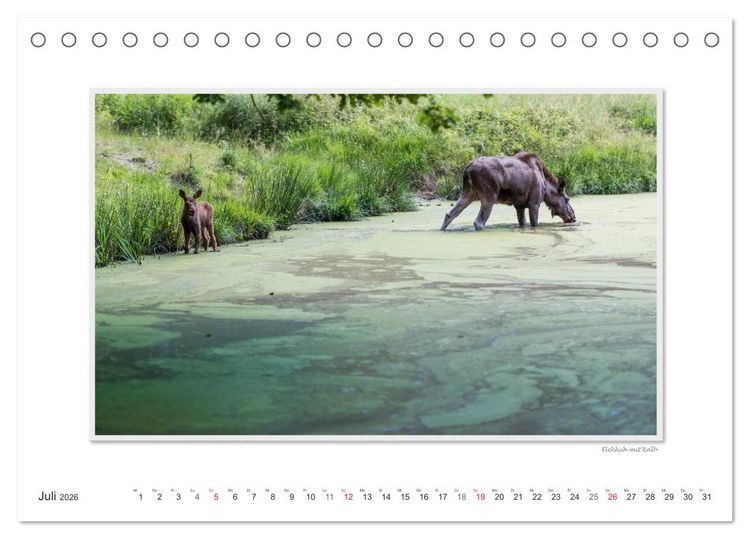 Produktbild: Emotionale Momente: Europ&auml;ischer Elch Part II (Tischkalender 2026 DIN A5 quer), CALVENDO Monatskalender