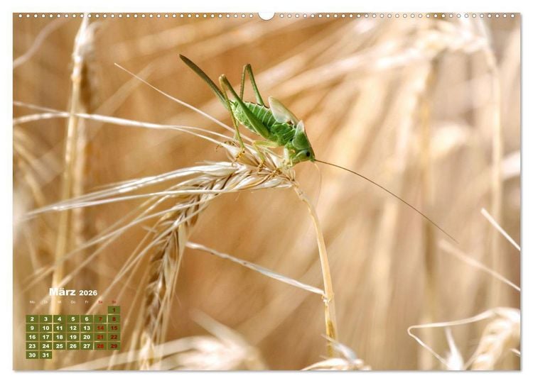 Produktbild: Klein aber oho. Die bunte Welt der Insekten (hochwertiger Premium Wandkalender 2026 DIN A2 quer), Kunstdruck in Hochglanz