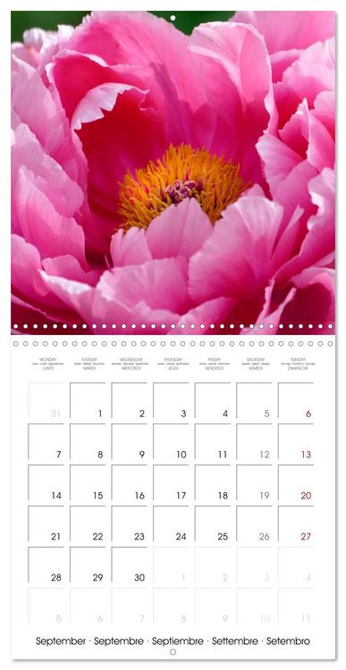 Produktbild: Peonies as painted (Wall Calendar 2026 12 &times; 12 Inch) CALVENDO 12 Month Wall Calendar