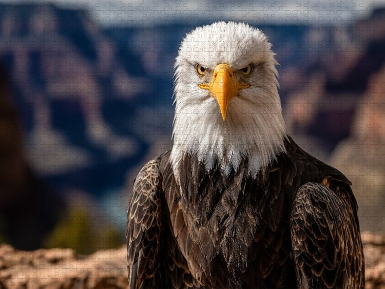 Produktbild: CALVENDO Puzzle Wei&szlig;kopfseeadler mit durchdringendem Blick in wilder Landschaft | 1000 Teile Lege-Gr&ouml;&szlig;e 64x48cm Foto-Puzzle f&uuml;r gl&uuml;ckliche Stunden