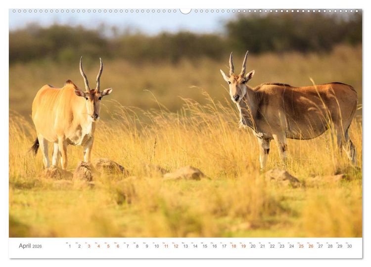 Produktbild: Safari Kenia (hochwertiger Premium Wandkalender 2026 DIN A2 quer), Kunstdruck in Hochglanz