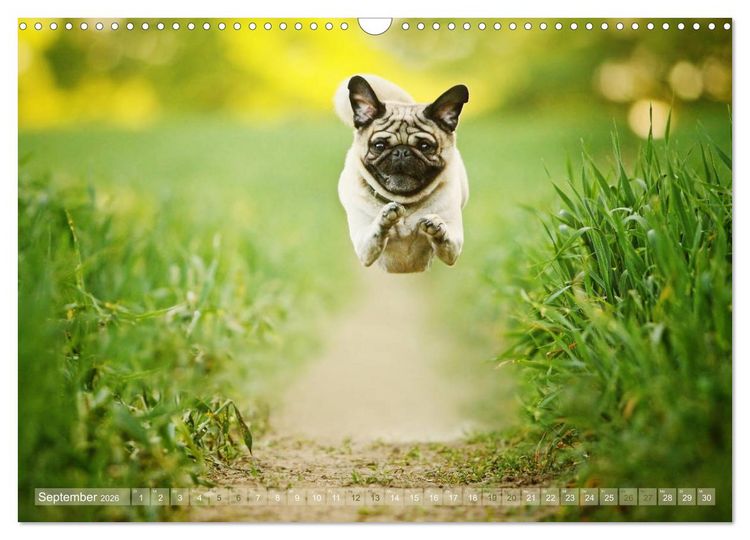 Produktbild: Lustige M&ouml;pse aus der Hundeknipserei (Wandkalender 2026 DIN A3 quer), CALVENDO Monatskalender