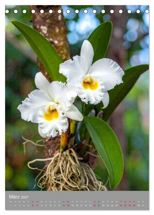 Produktbild: K&ouml;nigin Cattleya (Tischkalender 2027 DIN A5 hoch), CALVENDO Monatskalender