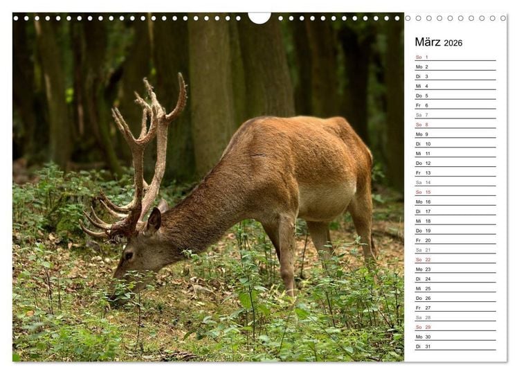 Produktbild: Hirsche (Wandkalender 2026 DIN A3 quer), CALVENDO Monatskalender