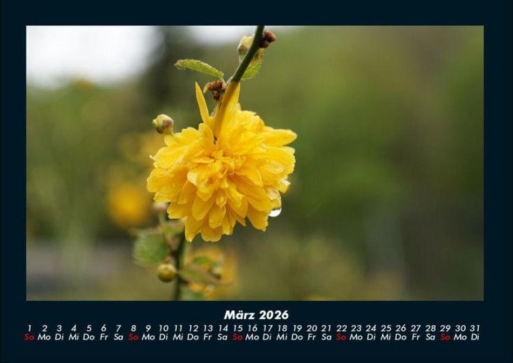 Produktbild: Blumentr&auml;ume 2026 Fotokalender DIN A4